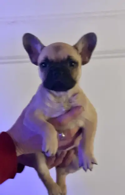 French bulldog, View more