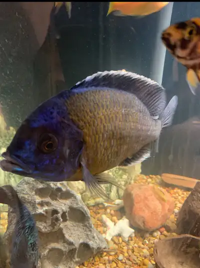 9” male hap African cichlid for sale/trade, View more