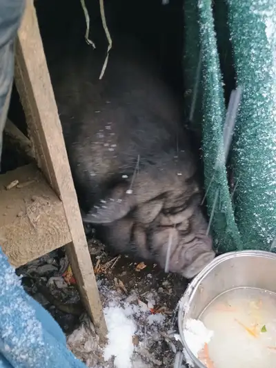 Pot Belly Pig For Free, View more
