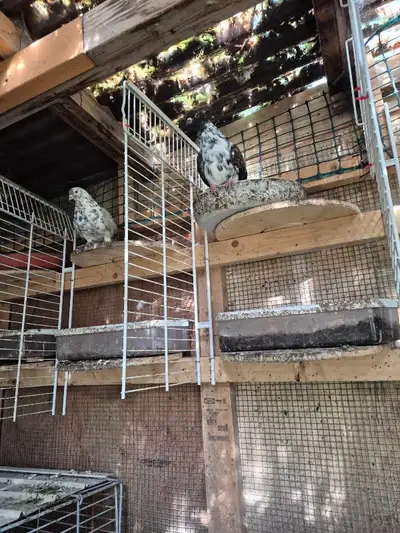 beautiful male and female pigeons , View more