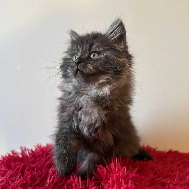 Vaccinated Siberian kitten