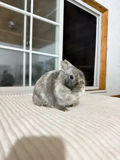 **sweet female netherland dwarf bunny**, View more