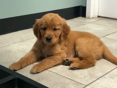 PUREBRED DARK RED GOLDEN RETRIEVERS, View more