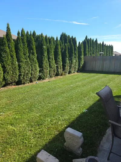 Clean Cut Lawn Care, View more
