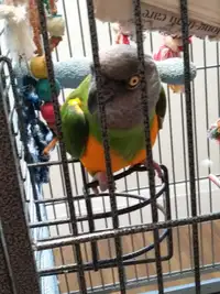 16 year old Male Senegal with big cage