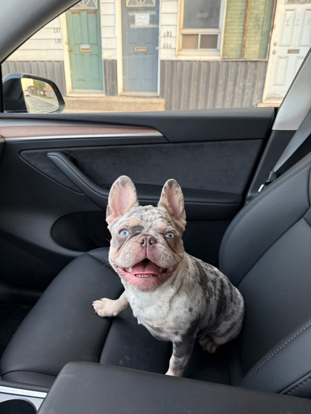 French Bulldog Merle - 7 months dans Chiens et chiots à adopter  à Ville de Montréal