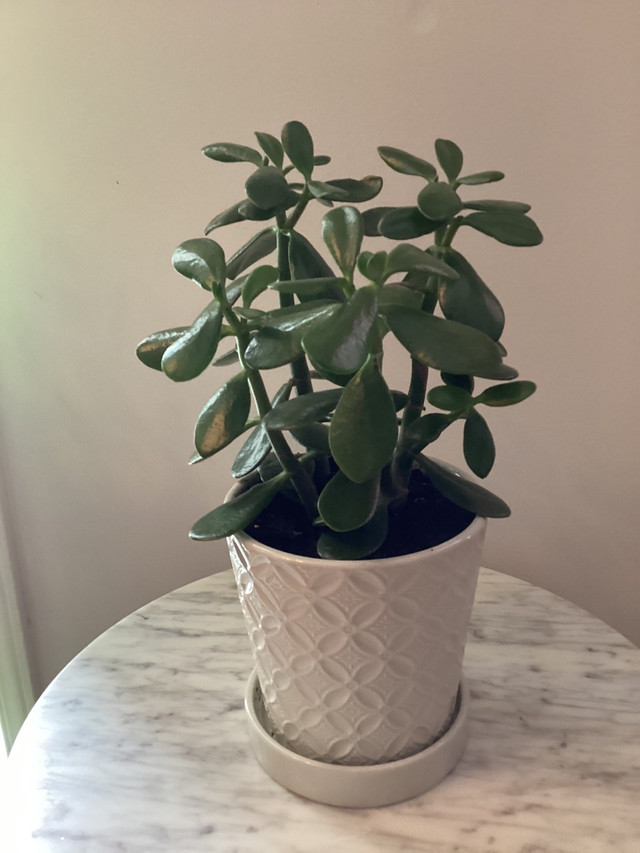 PLUSIEURS PLANTES SUCCULENTES INCLUANT LEURS POTS LUXUEUX !!! dans Autre  à Laval/Rive Nord - Image 2