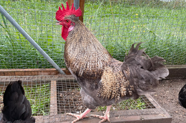 coq legbar 14m dans Animaux de ferme  à Sherbrooke
