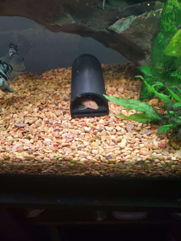 3D printed pleco breeding caves in Fish for Rehoming in Oshawa / Durham Region