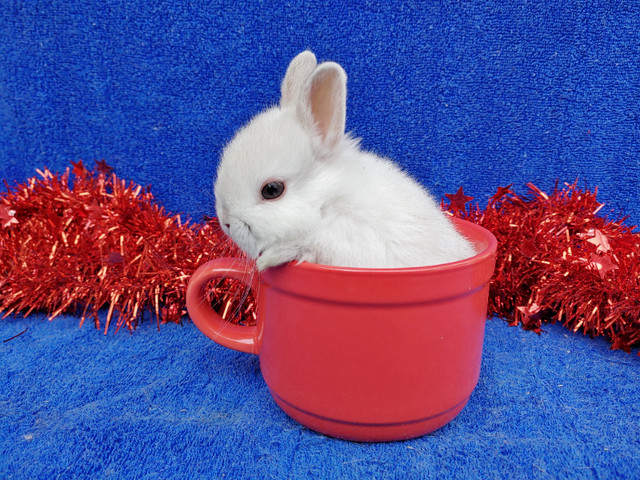 EXTRAORDINARY FUZZY CHINCHILLA NETHERLAND DWARF BUNNY RABBIT in Small Animals for Rehoming in City of Toronto - Image 4