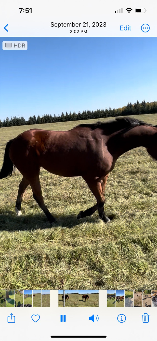 Gorgeous quarter horse in foal in Horses & Ponies for Rehoming in Edmonton - Image 2
