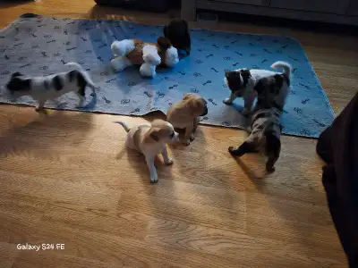 Chihuahuas ready for their furever home!, View more