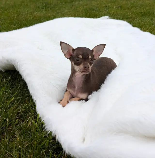 RARE Chihuahua pups READY TO GO!  in Dogs & Puppies for Rehoming in Oakville / Halton Region - Image 3