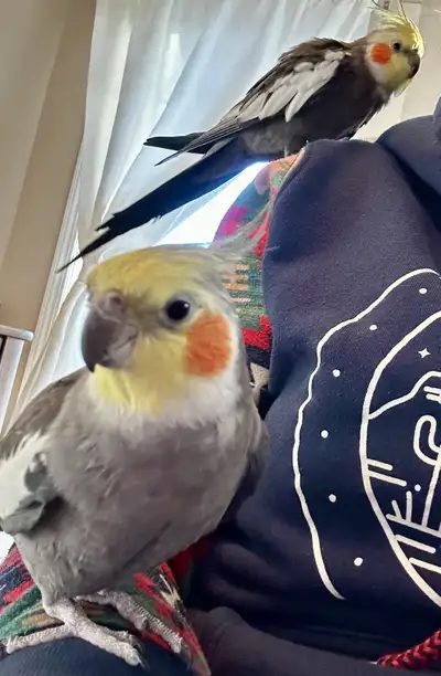 Father / Son Cockatiels, View more
