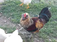 Heritage Breed Roosters