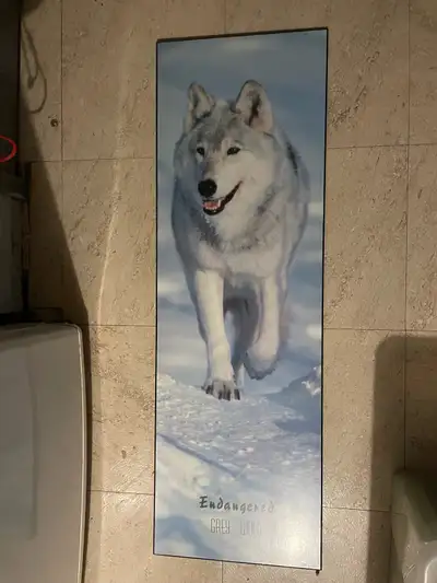 Grey Wolf Endangered Print, View more