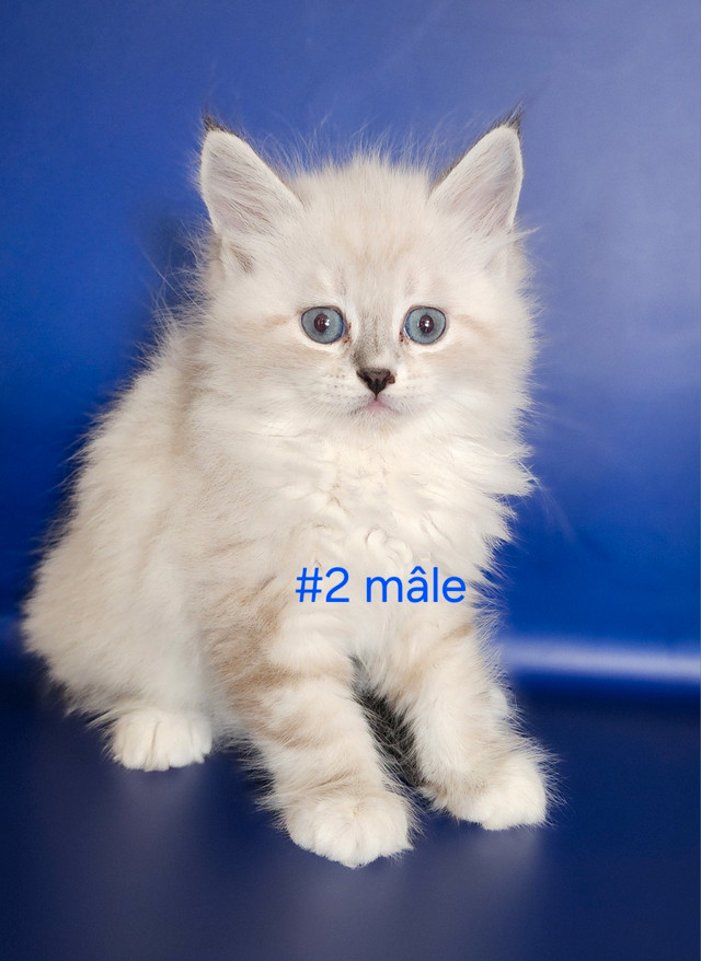 chatons siberiens neva masquerade dans Chats et chatons à adopter  à Longueuil/Rive Sud - Image 4