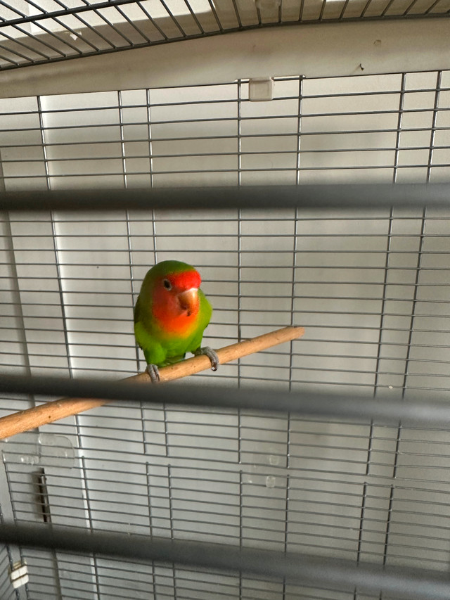 Oiseau australien dans Oiseaux à adopter  à Ville de Montréal - Image 3