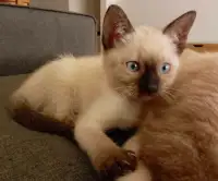 Chatons siamois Pure race 3 mois purebreed siamese 3 months