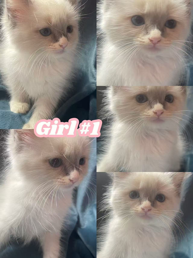 Beautiful Purebred Ragdoll Kittens Looking For Adoption in Cats & Kittens for Rehoming in Vancouver - Image 3