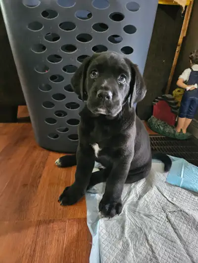 Lab puppies, View more