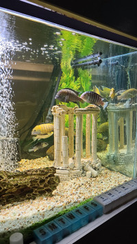 Adult Cichlid Aquarium Fish