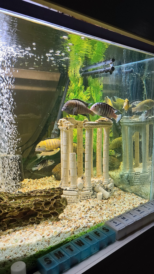 Adult Cichlid Aquarium Fish in Fish for Rehoming in Belleville