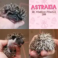 Bébé femelle hérisson-- baby female hedgehog