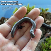 MILLIPEDES NÉS EN CAPTIVITÉ West Island Greater Montréal Preview