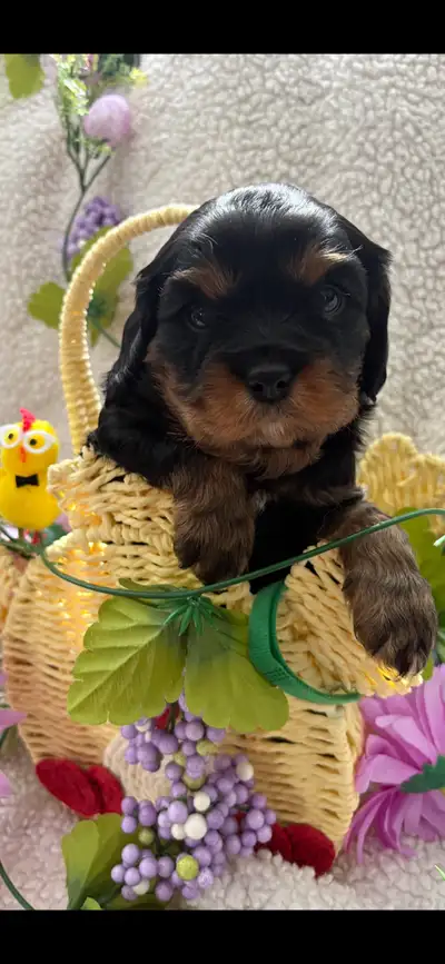 Cavalier King Charles spaniels , View more