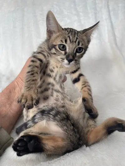 TICA Registered Savannah kittens , View more
