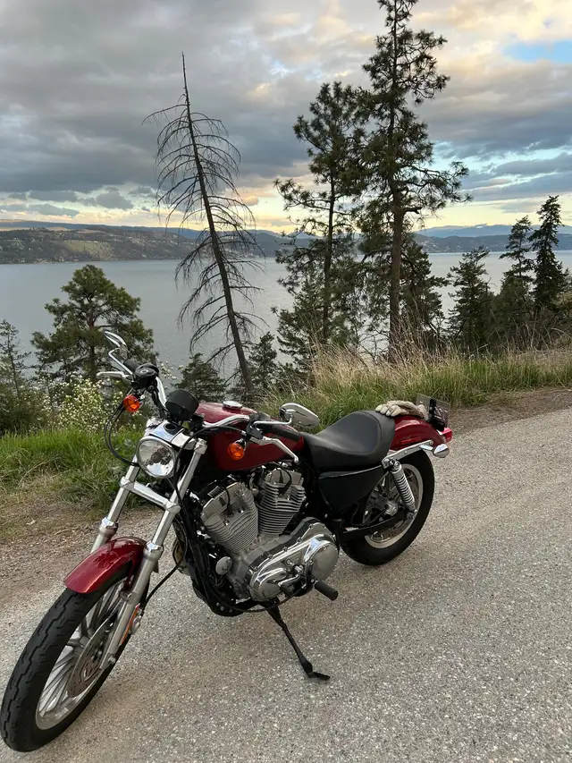 2007  Harley Davidson Sportster xl883 in Street, Cruisers & Choppers in Kelowna - Image 5