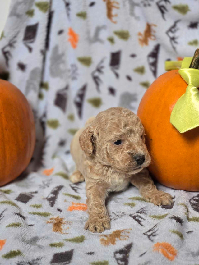 Cockapoos minis dans Chiens et chiots à adopter  à Ville de Montréal - Image 4