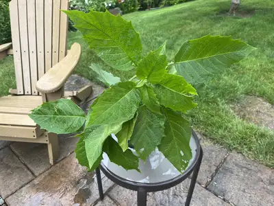 Brugmansia jaune, View more