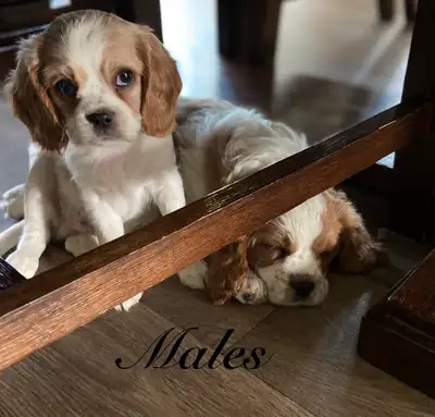 Note: 2 males and 1 female available. We have adorable cavalier puppies that are ready to be rehomed...