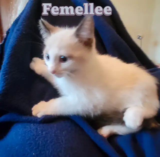 Chattons Ragdoll in Cats & Kittens for Rehoming in Drummondville - Image 5