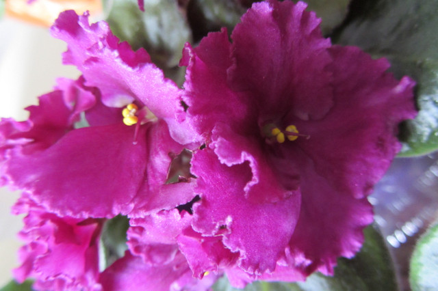 Healthy African Violet Plants From Smoke Free Home $4.98 in Home Décor & Accents in City of Toronto - Image 2
