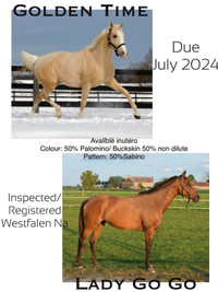 2024 inutero Westfalen foal