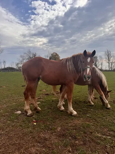 Selling for my grandfather. Two Belgian horses for sale. There is a - 2 year old mare, halter broke....