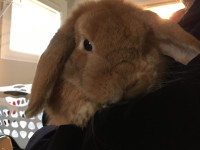 Bunny - Holland Lop *On Hold until Sunday