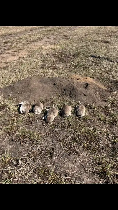 Pocket Gopher Trapping, View more