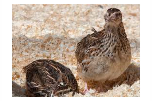 oeuf de caille  dans Animaux de ferme  à Lanaudière