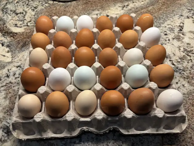 Farm Fresh Eggs (IN STOCK) in Livestock in St. Catharines - Image 5