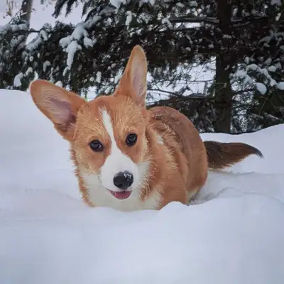 Pembroke Welsh Corgi Puppies, View more