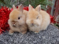 EXTRAORDINARY NETHERLAND DWARF/ JERSEY WOOLY/ LIONHEAD BUNNIES Kingston Kingston Area Preview