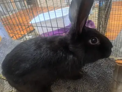 Black Flemish giant, View more