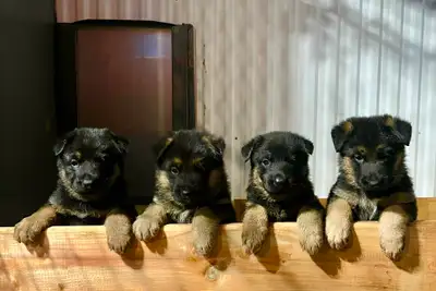 Chiot Berger Allemand Enregistrer CCC / CKC, View more