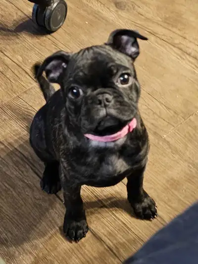 Was 750 now 500 motivated to sell Frenchie x Pug = Frug READY TO GO Born sept 3rd 1 Females (Black a...