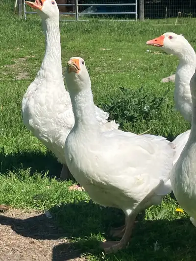Two mixed geese, any combination of Sebastopol, Toulouse and Embden. 3 months old. $60 each or both...