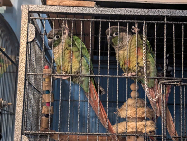 Green cheek conure pair in Birds for Rehoming in Sault Ste. Marie